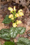 Yellow archangel